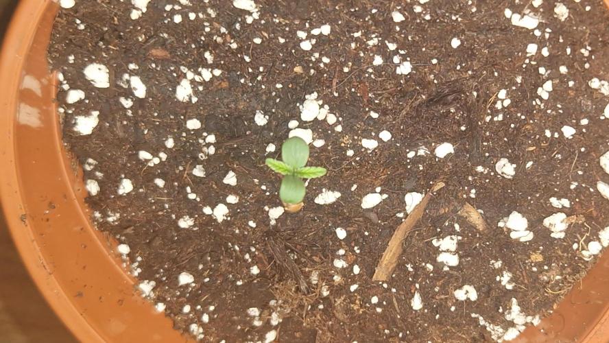 Dutch Passion Auto Grow (3 Plants). Week 0 - 16.05.2026 - Lemonade Runtz is the fittest.