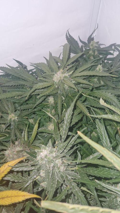 Two Shades of Dutch Passion. Week 12 - 16.05.2026 - Blueberry