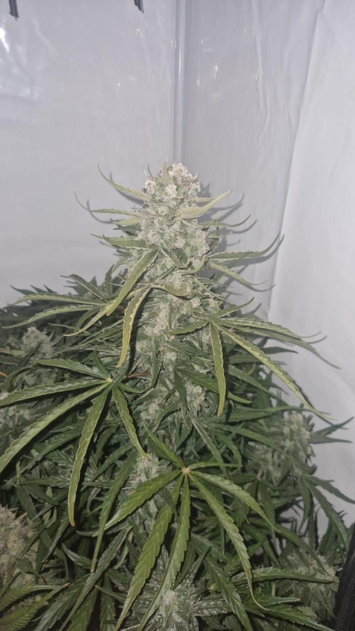 Auto Banana Blaze. Week 11 - 16.05.2026 - Banana Blaze
