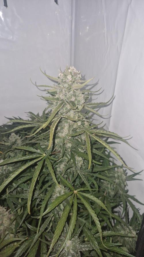 Auto Banana Blaze. Week 11