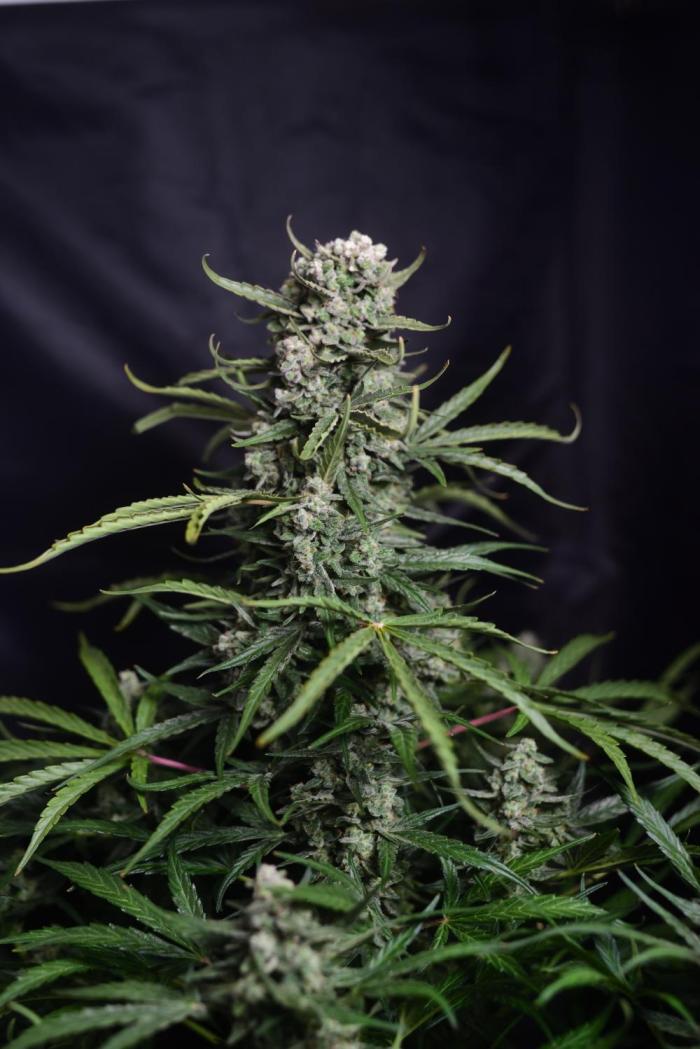 Auto Banana Blaze. Week 12