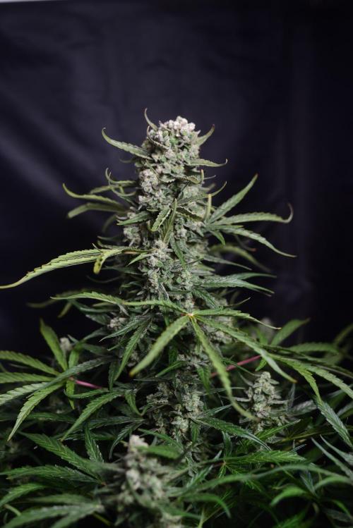 Auto Banana Blaze. Week 12