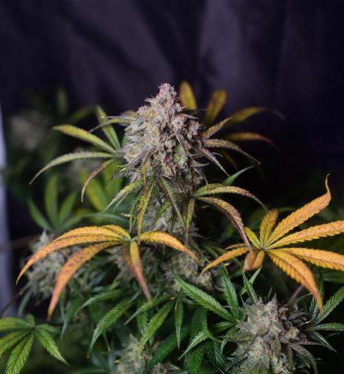 Two Shades of Dutch Passion. Week 13