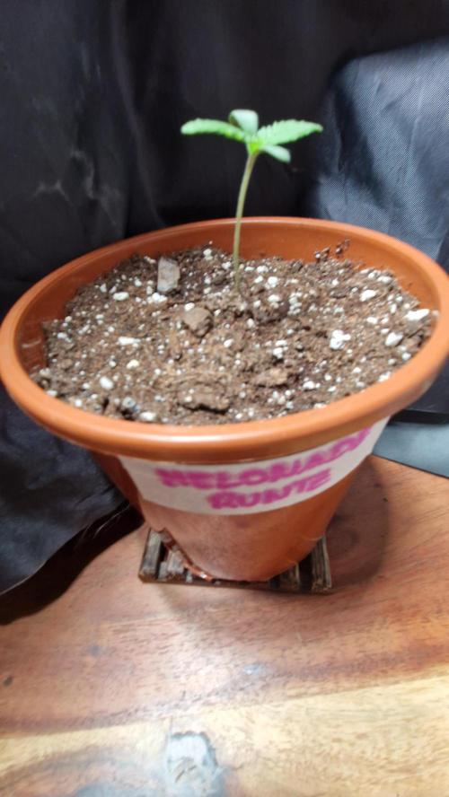 Dutch Passion Auto Grow (3 Plants). Week 1