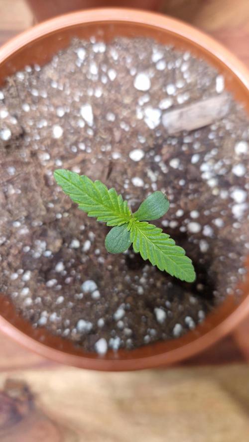 Dutch Passion Auto Grow (3 Plants). Week 1 - Melonade Runtz