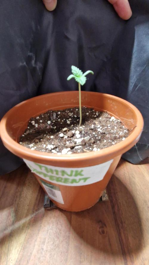 Dutch Passion Auto Grow (3 Plants). Week 1