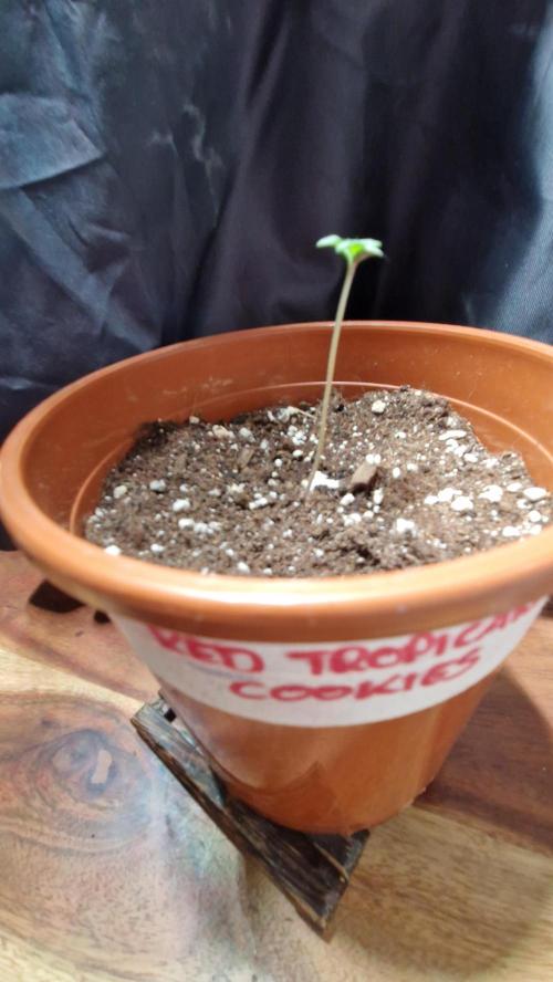 Dutch Passion Auto Grow (3 Plants). Week 1
