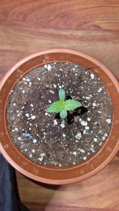Dutch Passion Auto Grow (3 Plants). Week 1 - Think Different