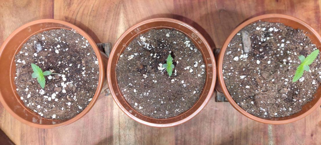 Dutch Passion Auto Grow (3 Plants). Week 1