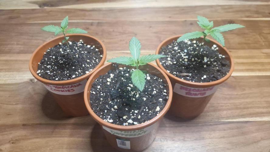 Dutch Passion Auto Grow (3 Plants). Week 2