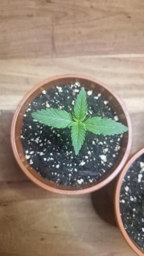 Dutch Passion Auto Grow (3 Plants). Week 2 - Red Tropicana Cookies