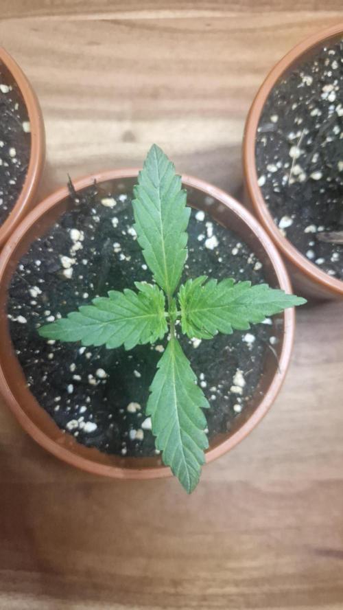 Dutch Passion Auto Grow (3 Plants). Week 2 - Think Different