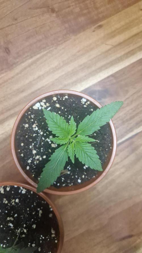 Dutch Passion Auto Grow (3 Plants). Week 2 - Melonade Runtz