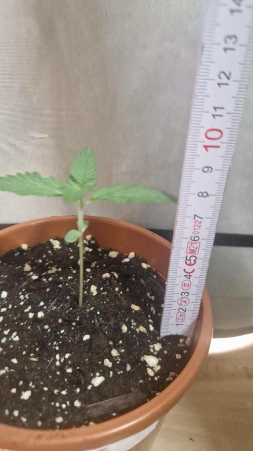 Dutch Passion Auto Grow (3 Plants). Week 2
