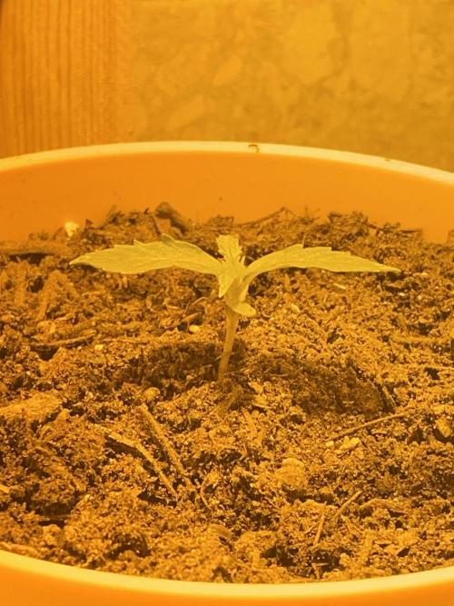 First budget grow. Week 1