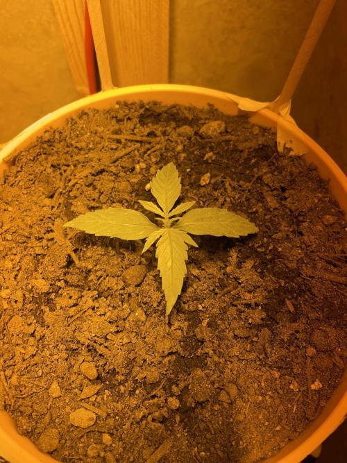 First budget grow. Week 2