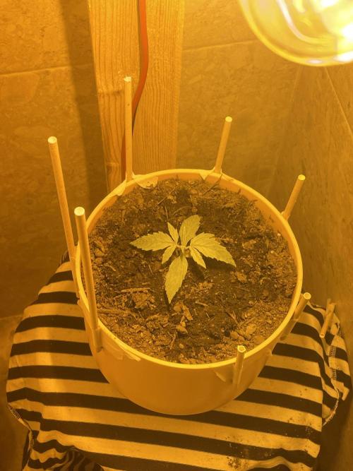 First budget grow. Week 2