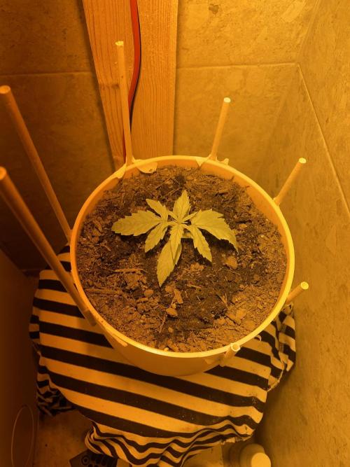 First budget grow. Week 2 - She grow