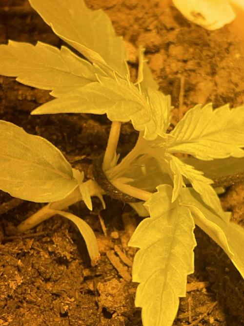 Watermelon Z Auto. Week 2