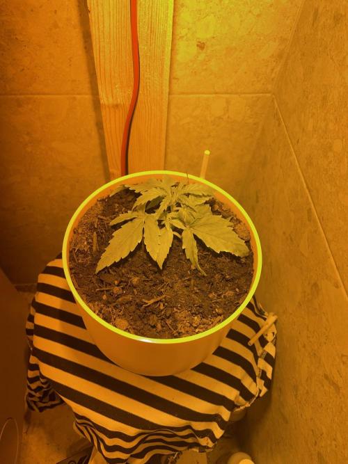 First budget grow. Week 3