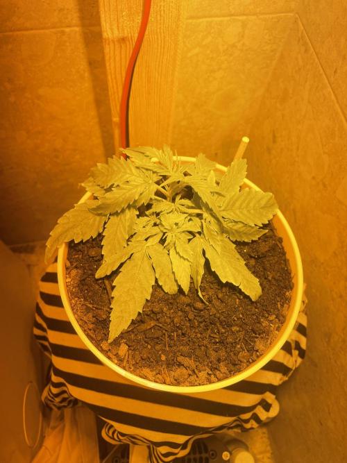 First budget grow. Week 3