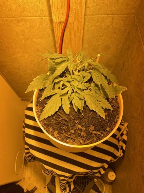 First budget grow. Week 3