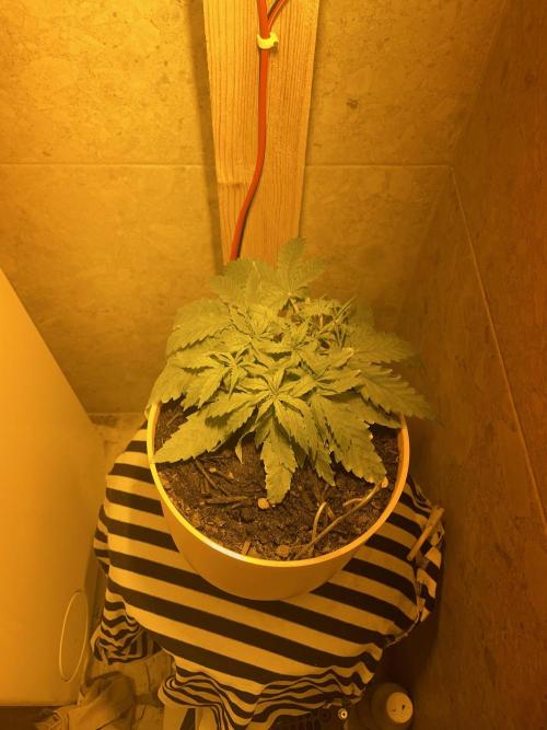 First budget grow. Week 3