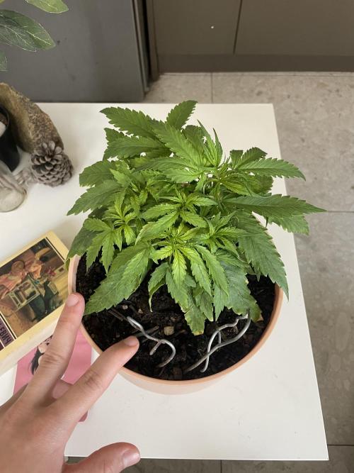 First budget grow. Week 3