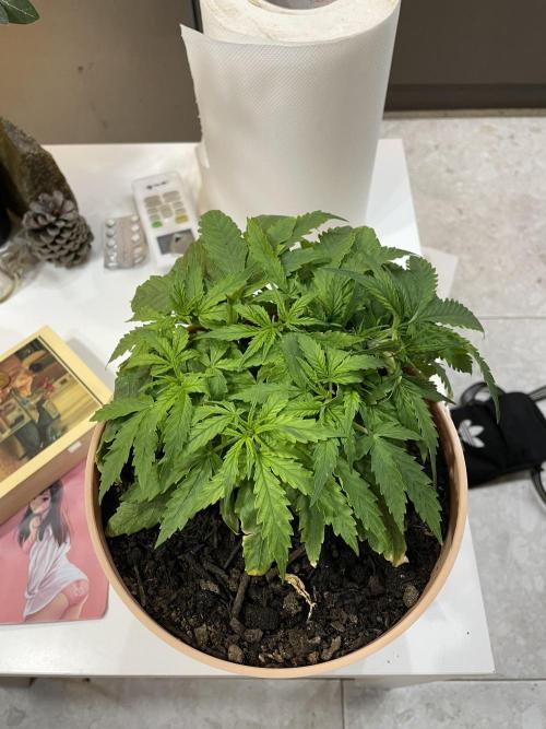 First budget grow. Week 4 - First day of 4 week been started 