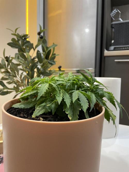 First budget grow. Week 4