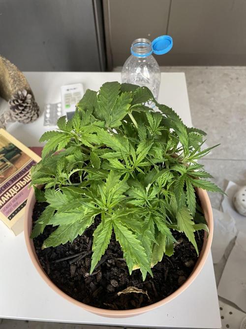 First budget grow. Week 4