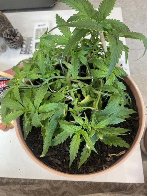 First budget grow. Week 4