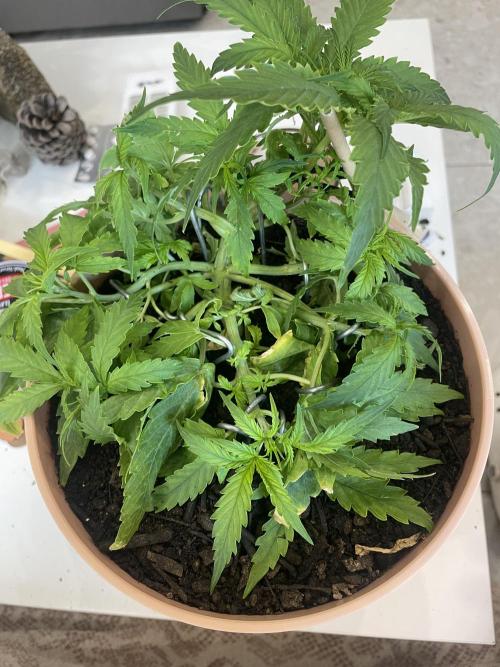 First budget grow. Week 4