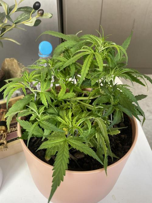 First budget grow. Week 4