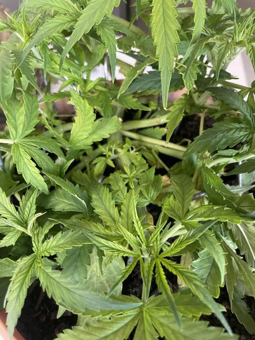 First budget grow. Week 4
