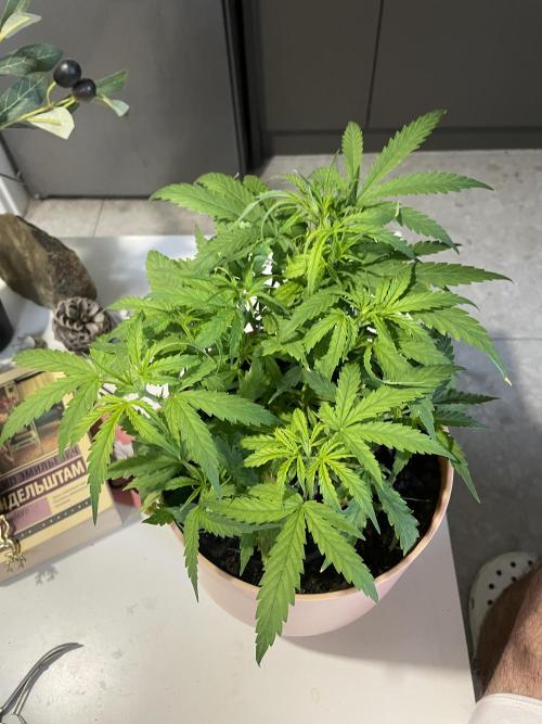 First budget grow. Week 4 - The last day of 4 week in next week I’m waiting for flowering 