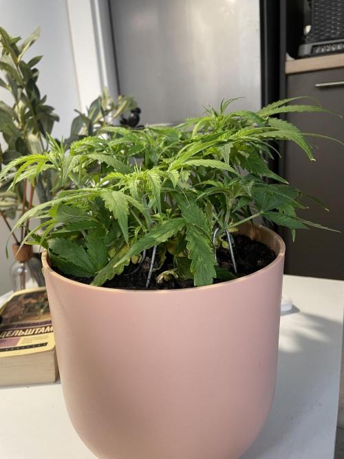 First budget grow. Week 4