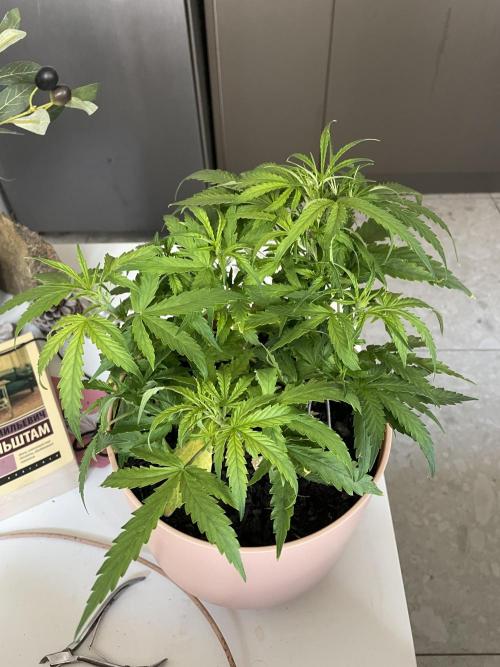 First budget grow. Week 5