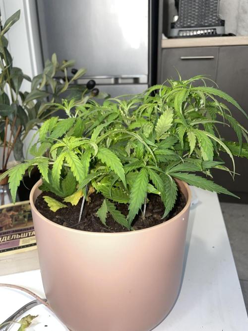 First budget grow. Week 5