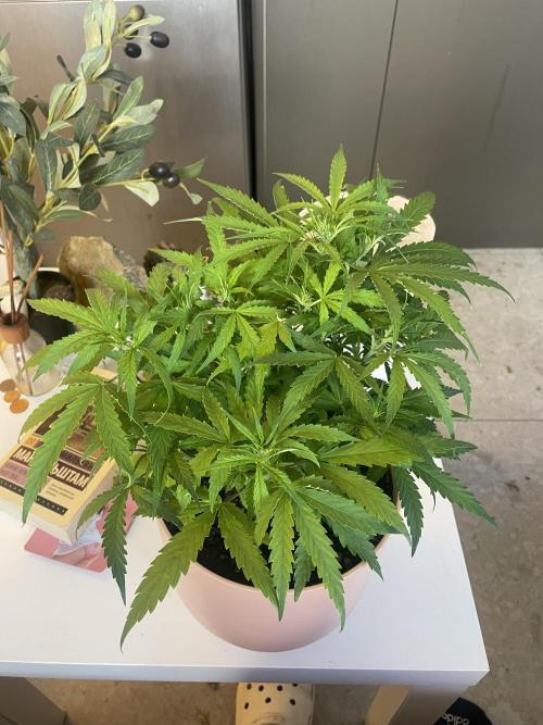 First budget grow. Week 5