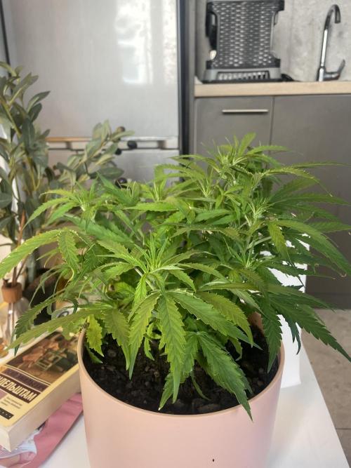 First budget grow. Week 5