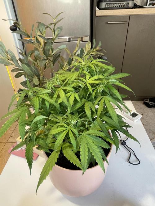 First budget grow. Week 5