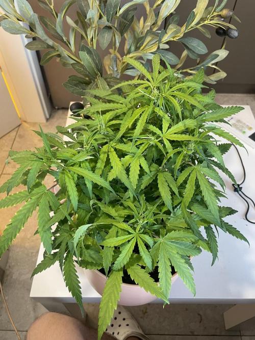 First budget grow. Week 5