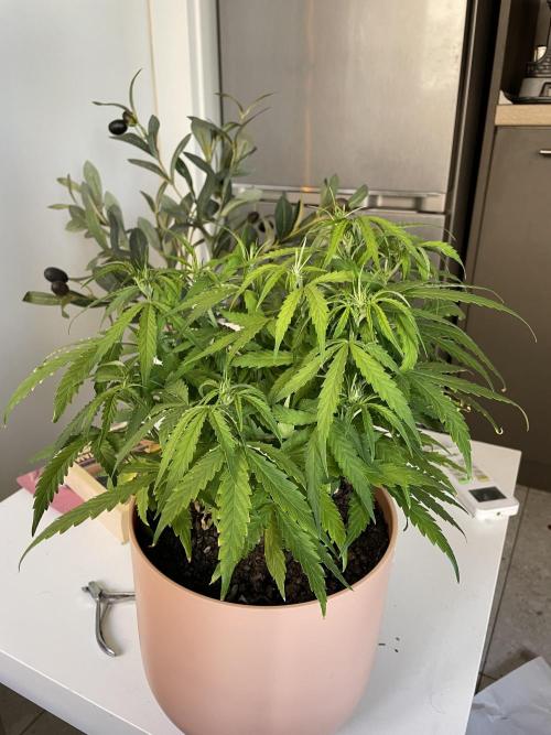 First budget grow. Week 5