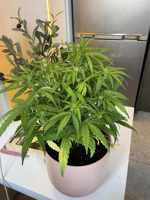 First budget grow. Week 6