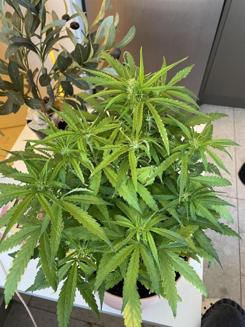 First budget grow. Week 6