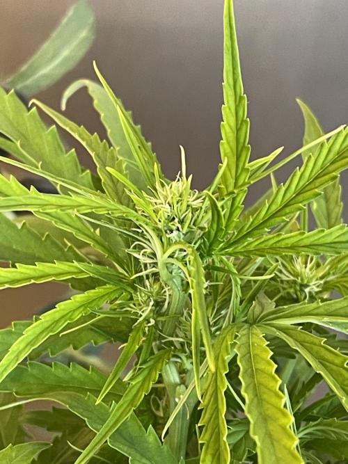 First budget grow. Week 6