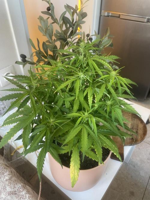 First budget grow. Week 6