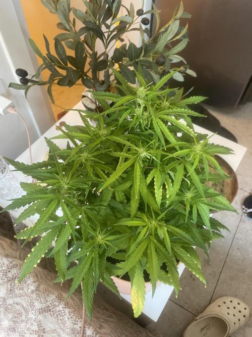 First budget grow. Week 6