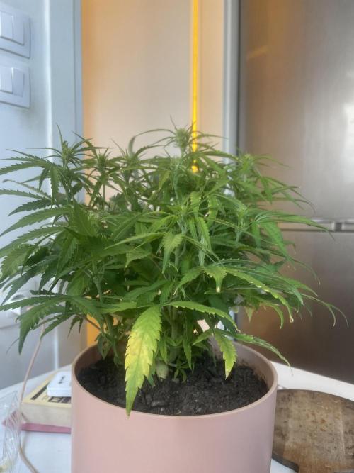 First budget grow. Week 6